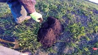 The best way to trap pocket gophers [upl. by Enylorac]