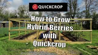 How to Grow Hybrid Berries with Quickcrop [upl. by Monreal15]