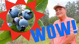 Farmer Reveals SECRETS of Growing Blueberries in Florida [upl. by Jessika]