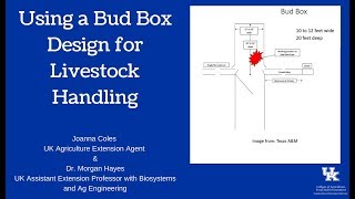 Using a Bud Box Design for Livestock Handling [upl. by Nylynnej]