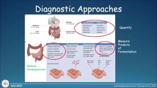 SIBO – How to Test How to Treat [upl. by Harley]