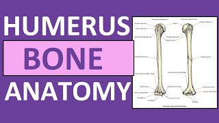 Humerus Bone Anatomy and Physiology Lecture [upl. by Tella]