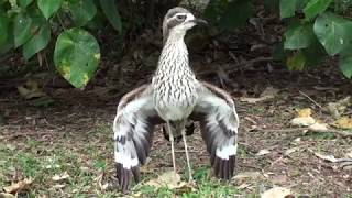 The threat display of the Bush stonecurlew [upl. by Oleusnoc]