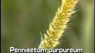 How to identify Napiergrass Pennisetum purpureum [upl. by Aset]