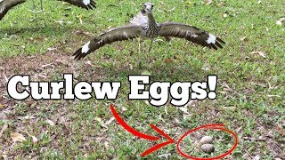 Hysterical Hissing Curlews [upl. by Hteboj]