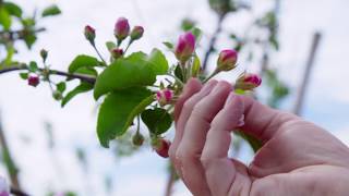 Honeybees Pollinate Apple Trees  Wenatchee WA  Washington Grown [upl. by Maxy]