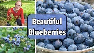 Growing Blueberries From Planting to Harvest [upl. by Daphene]