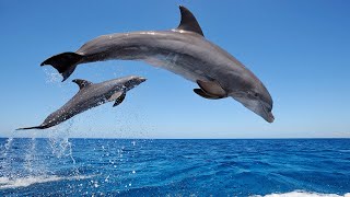 Amazing Wild Dolphins doing Spinner Jumpings  Funny Videos [upl. by Wolfgang979]