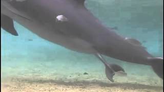 Incroyable naissance Dauphin au Dolphin Quest Hawaii [upl. by Amarillas]