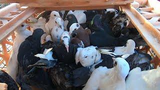 I Bought over 100 Pigeons at an Auction Great Deals [upl. by Bast]