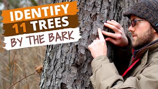 Identify 11 Trees By the Bark Easy Tips [upl. by Sothena293]