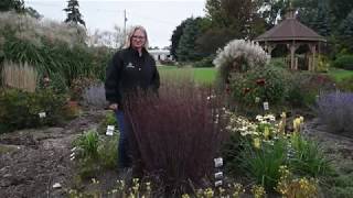 Ornamental Grasses Tour  Walters Gardens [upl. by Filahk]