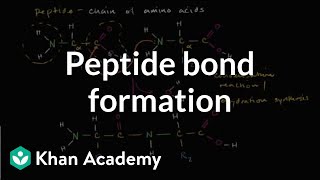 Peptide bond formation  Macromolecules  Biology  Khan Academy [upl. by Jorge]