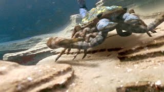 The Terrifying Giant Scorpion That Roamed Prehistoric Oceans [upl. by Poppy]