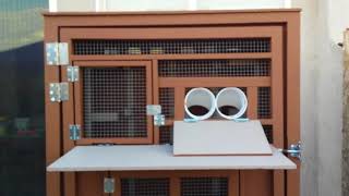 LKY Roller Pigeon Kit Box 1 [upl. by Casi]