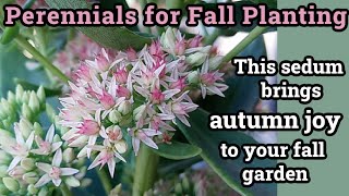 Perennials for Fall Planting  This sedum brings autumn joy to your fall garden [upl. by Lucio839]