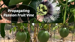 Propagating Passion Fruit  Passiflora edulis cuttings [upl. by Nagear]