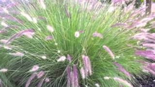 Pennisetum setaceum  Fountain Grass [upl. by Hartmann658]