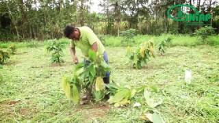 Conozca el proceso de podas en el cultivo de cacao [upl. by Yoshi]