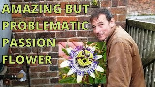 Passion Flower gardening passiflora [upl. by Saitam]