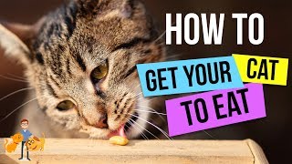 How To Get a Cat to Eat  13 Steps to GUARANTEED Success  Cat Health Vet Advice [upl. by Ardiedak]