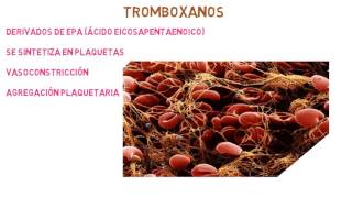 Eicosanoides Prostaglandinas Tromboxanos Leucotrienos Prostaciclinas Lipoxinas [upl. by Ilrebmyk]