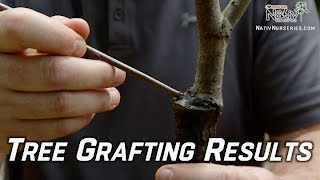 Grafting Trees  How to Graft a Tree Recap [upl. by Alusru]