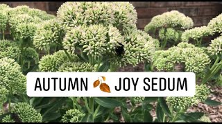 🍂 AUTUMN 🍂 JOY SEDUM  HOW TO PLANT PROPAGATE AND CARE [upl. by Safire]