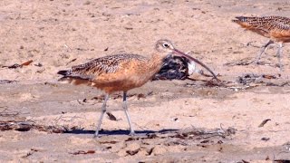 Longbilled Curlew [upl. by Vi]