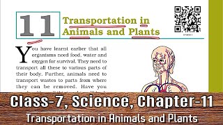 Class 7 Science Chapter 11  NCERT  Transportation in Animals and Plants [upl. by Even]