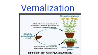 Vernalization [upl. by Ydnec]