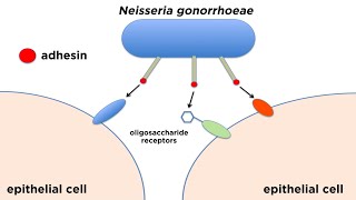 Bacterial Pathogenesis How Bacteria Cause Damage [upl. by Rexferd]