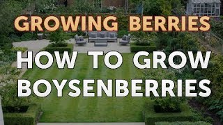 How to Grow Boysenberries [upl. by Nnalyrehc]