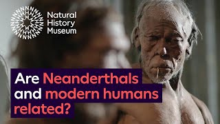 Are Neanderthals and modern humans related [upl. by Anihtyc]