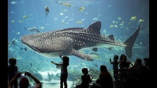 Discover the Spectacular Wonders of The Georgia Aquarium  Atlanta USA [upl. by Aicelav]