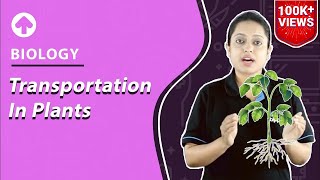 Transportation in Plants  Biology [upl. by Erika]