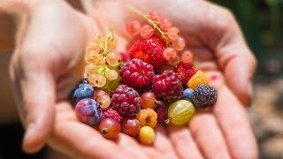 Harvesting 12 DIFFERENT kinds of BERRIES at ONCE from the GARDEN [upl. by Yaeger]