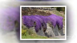 Aubrieta  garden plants [upl. by Nerty]