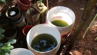 How to grow Green Water Algae [upl. by Furmark384]