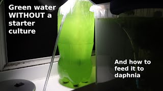 Green Water WITHOUT a Starter Culture  From Scratch  How To [upl. by Phelgen]