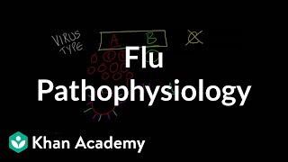 Flu Pathophysiology [upl. by Samoht]