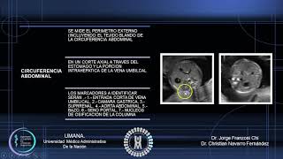 biometria fetal por trimestres [upl. by Elum]