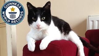 Loudest Purring Cat  Guinness World Records [upl. by Nakre731]