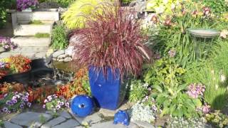 Pennisetum Fireworks [upl. by Roque445]