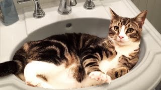 Cute and Funny Cat Videos to Keep You Smiling 🐱 [upl. by Noiztneb]