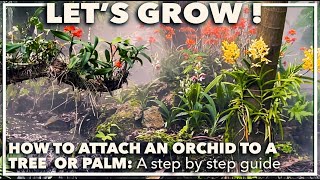 HOW TO ATTACH AN ORCHID TO A TREE A step by step guide [upl. by Notsehc]