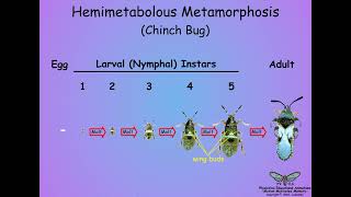 053 Metamorphosis [upl. by Allimrac]