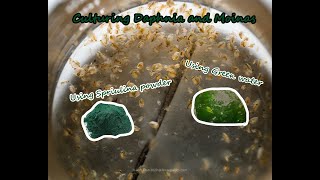 How To Culture Daphnia and Moinas using Green Water Spirulina powder [upl. by Ednyl]