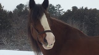 2016 Clydesdale Superbowl Commercial  GO JIMMY [upl. by Annahsar365]