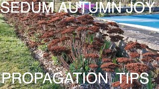 How to Grow Sedum Autumn Joy [upl. by Euqinwahs]